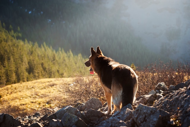 The Artisanal Craft of Czech German Shepherd Dog Breeding